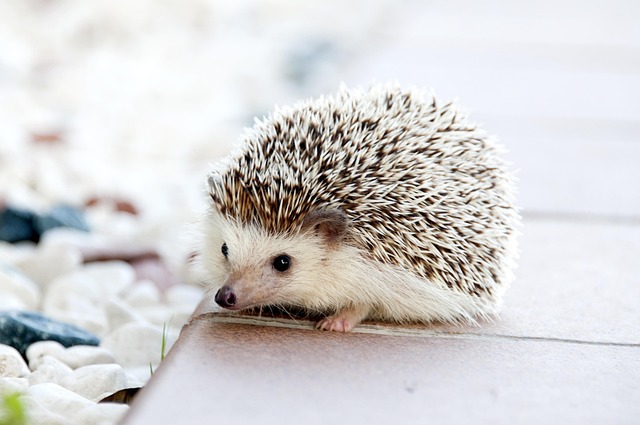 Ontdek de verrassende wereld van animalfun.be