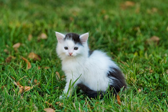 Alles wat je moet weten over kattenluiken in glas
